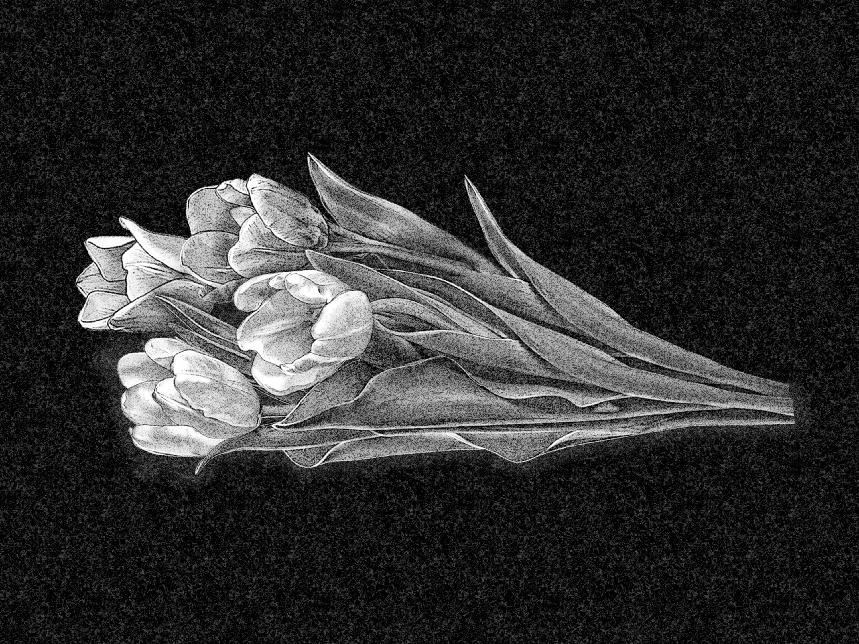 Цветы | Рисунок букет тюльпанов, ЦВ-027